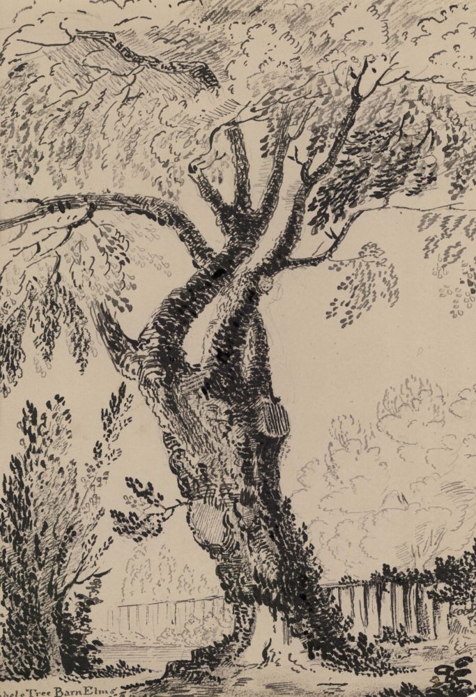 Abele Tree Barn Elms