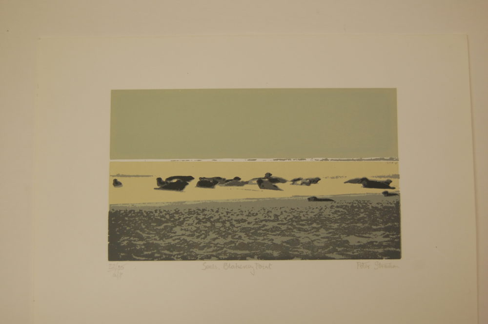 Seals Blakeney Point