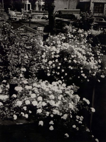 Castelnau Place Garden