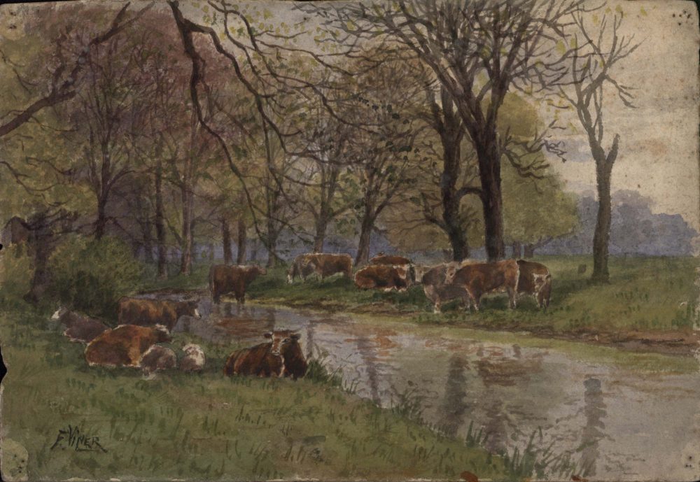 Cows at Richmond, Surrey 1905