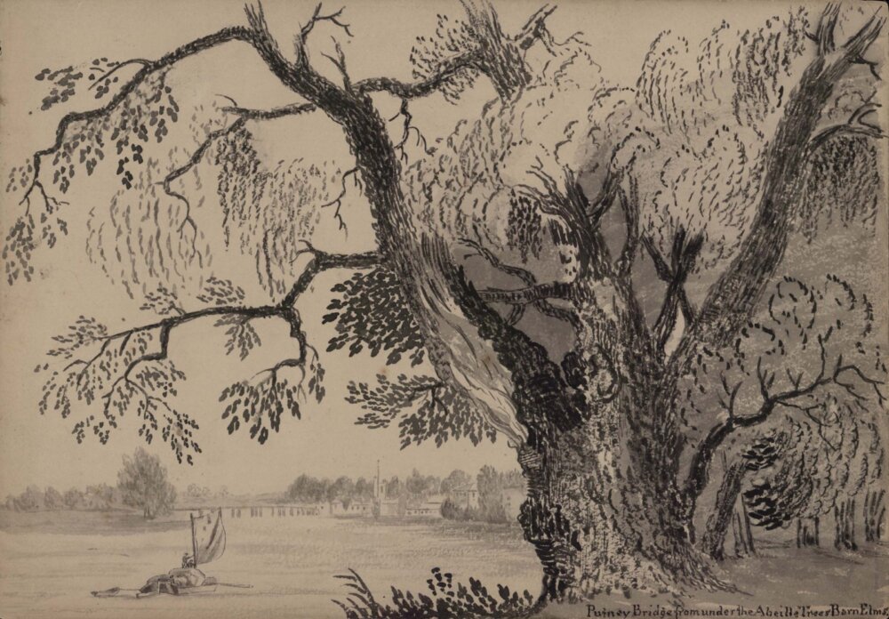 A pen and ink drawing of a large tree on a riverbank.
