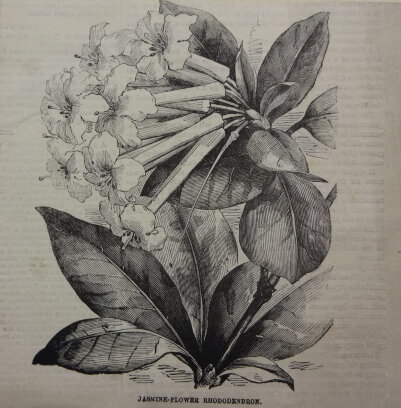 A flower