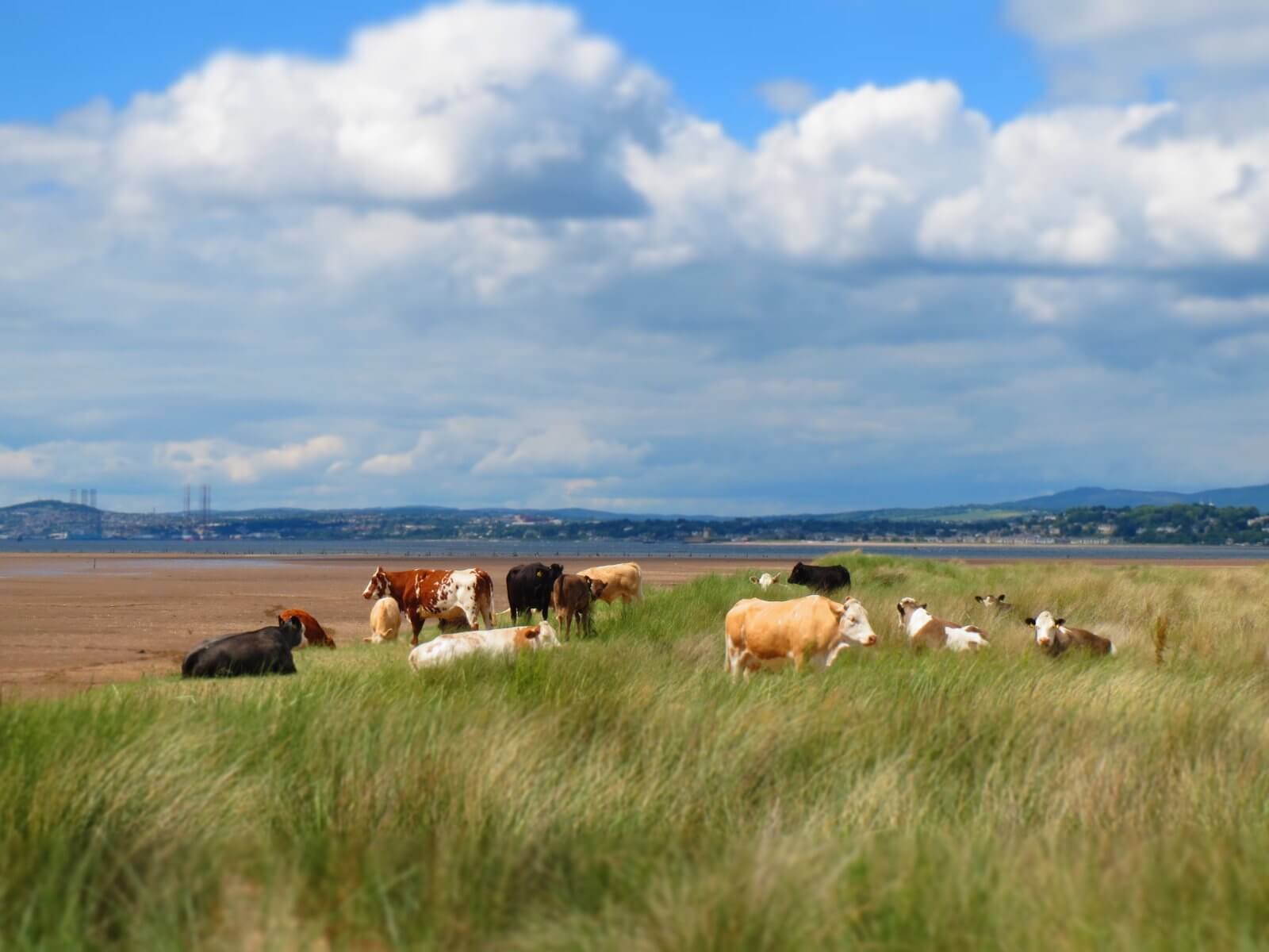  cows © Kinship Workshop 